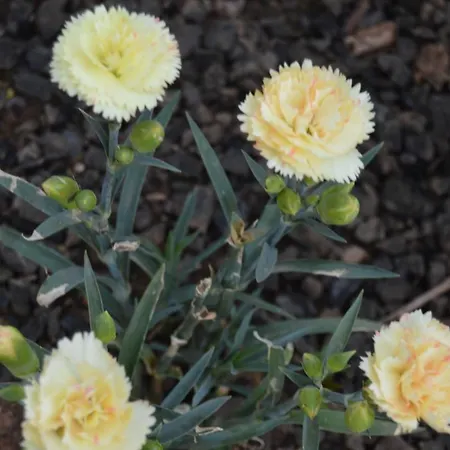 Didi * Biograd Na Moru