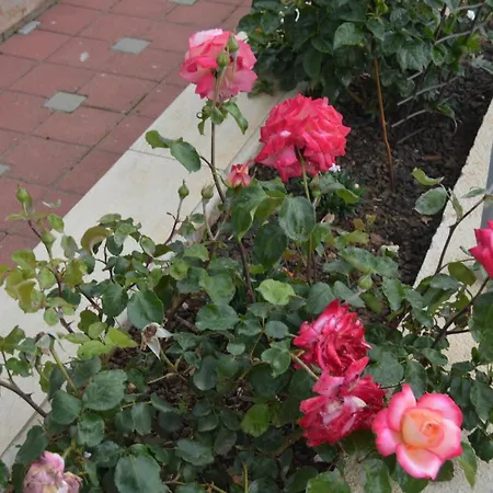 Didi Biograd Na Moru