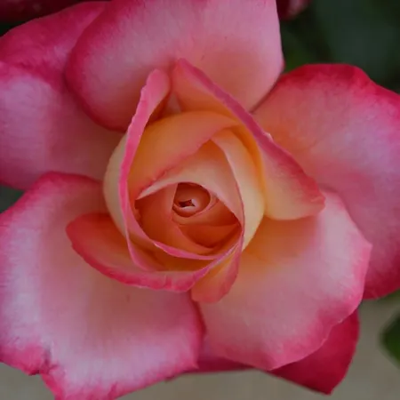 Didi * Biograd Na Moru